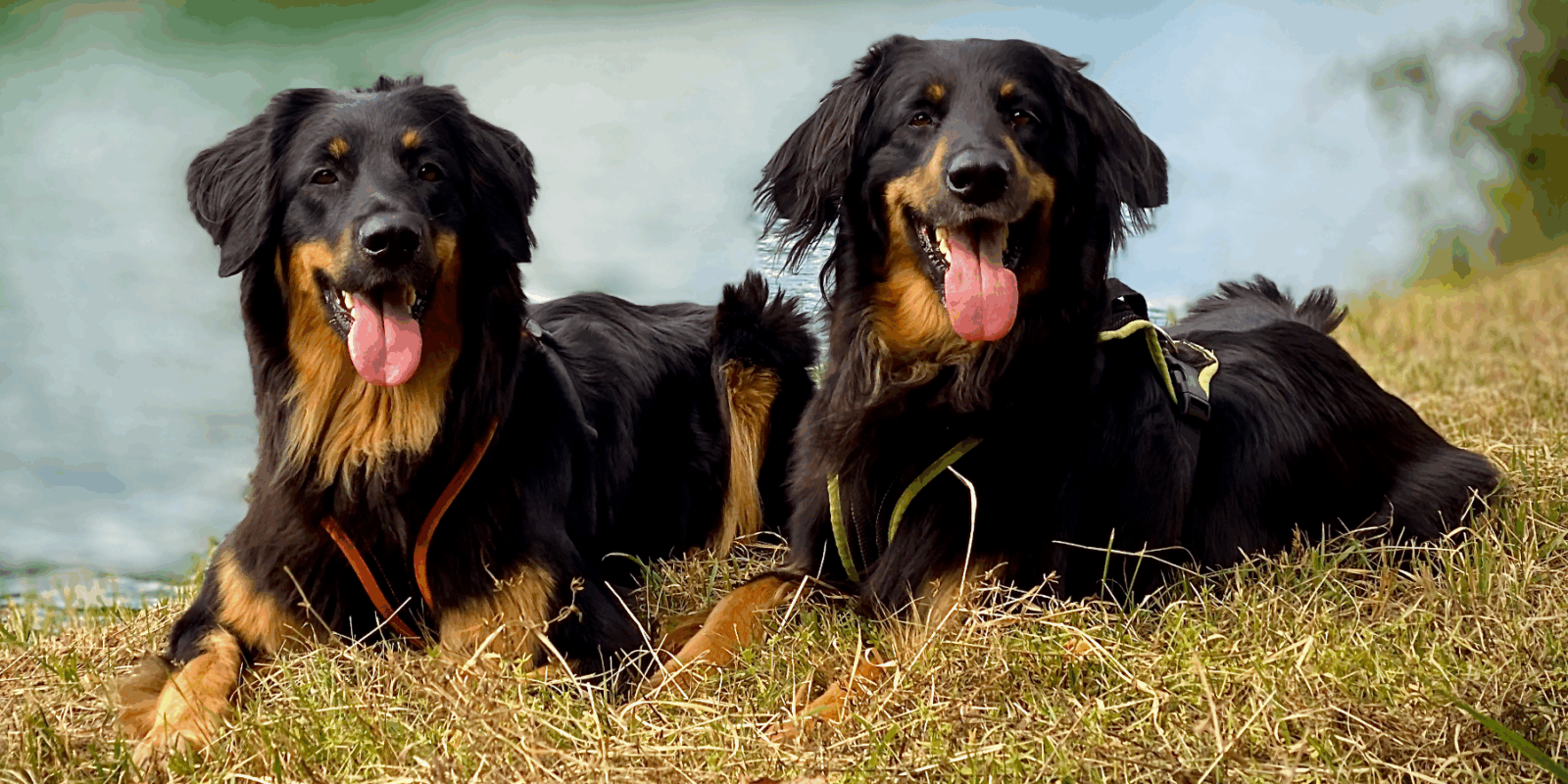 Zwei schwarzmarkene Hovawarte liegen entspannt im Gras am Ufer eines blauen Sees, beide tragen Geschirre von Grossenbacher.