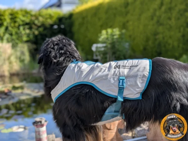 Die Kühlweste a einem schwarzen Hund, schützt vor Hitze und Sonne