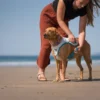 Kühlweste wir einen Hund angezogen