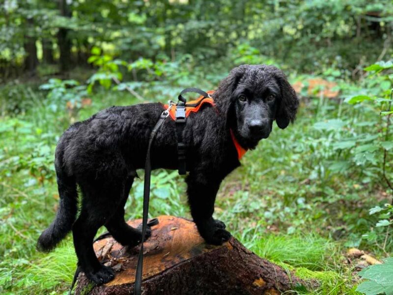 Schwarzer Hovawart in einem Wald auf einem Baustumpf mit einem orangen Welpengeschirr
