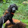 Schwarzer Hovawart in einem Wald auf einem Baustumpf mit einem orangen Welpengeschirr