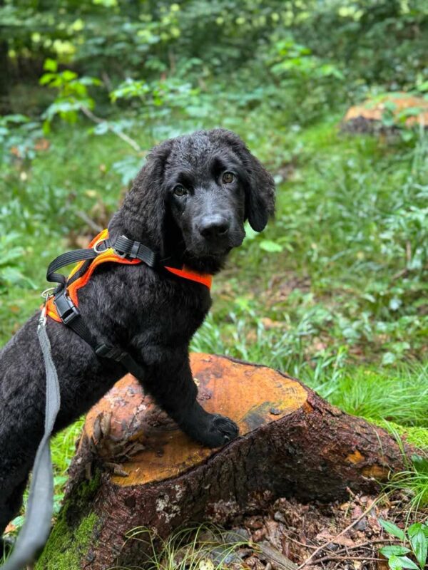 Schwarzer Hovawart in einem Wald auf einem Baustumpf mit einem orangen Welpengeschirr