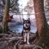 Laufleine für Hunde im Wald