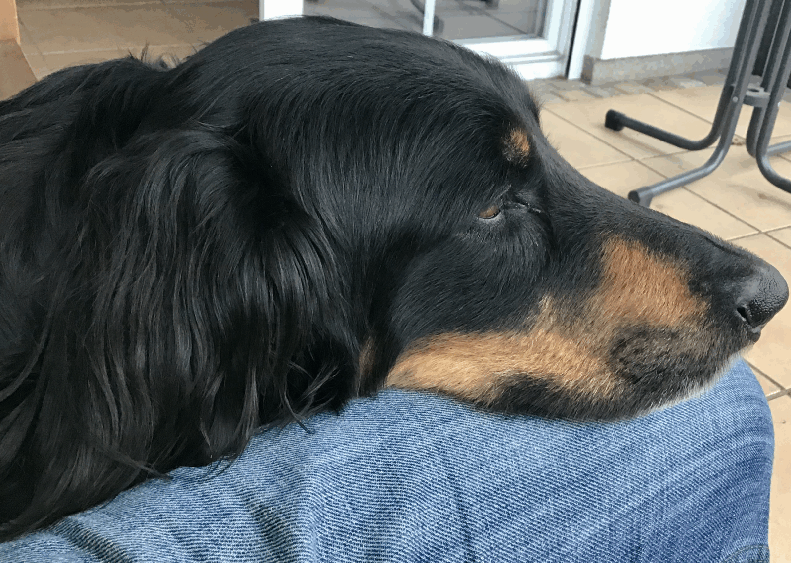 Nahaufnahme eines entspannten schwarzmarkenen Hovawarts (Aila) mit dem Kopf auf den Beinen des Besitzers. Das Bild symbolisiert Ruhe und Linderung nach Sodbrennen und Licky Fits.