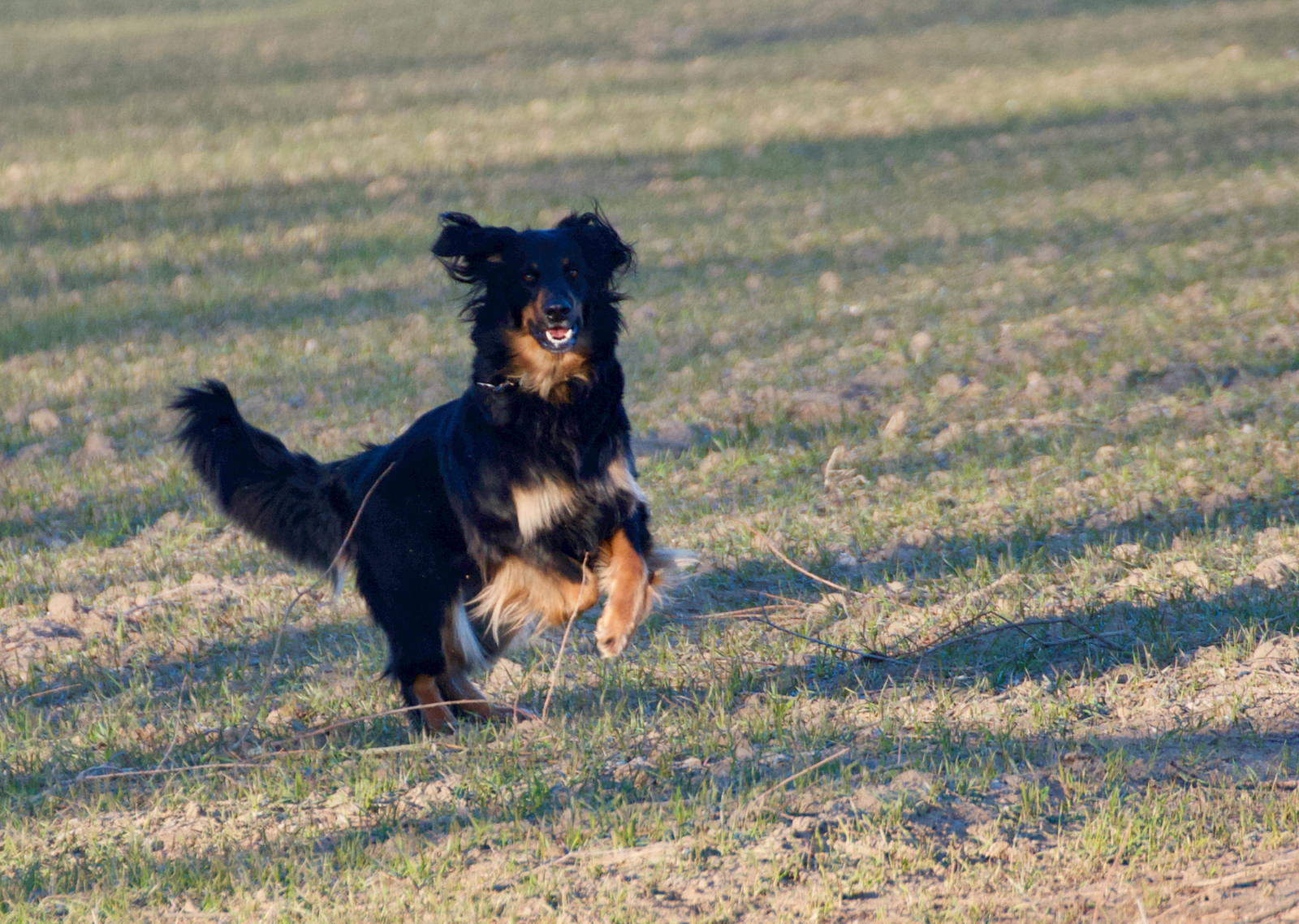 Die schwarzmarkene Hovawart-Hündin Aila rennt im Galopp dynamisch über ein sonniges Feld, ihr langes Fell weht im Wind