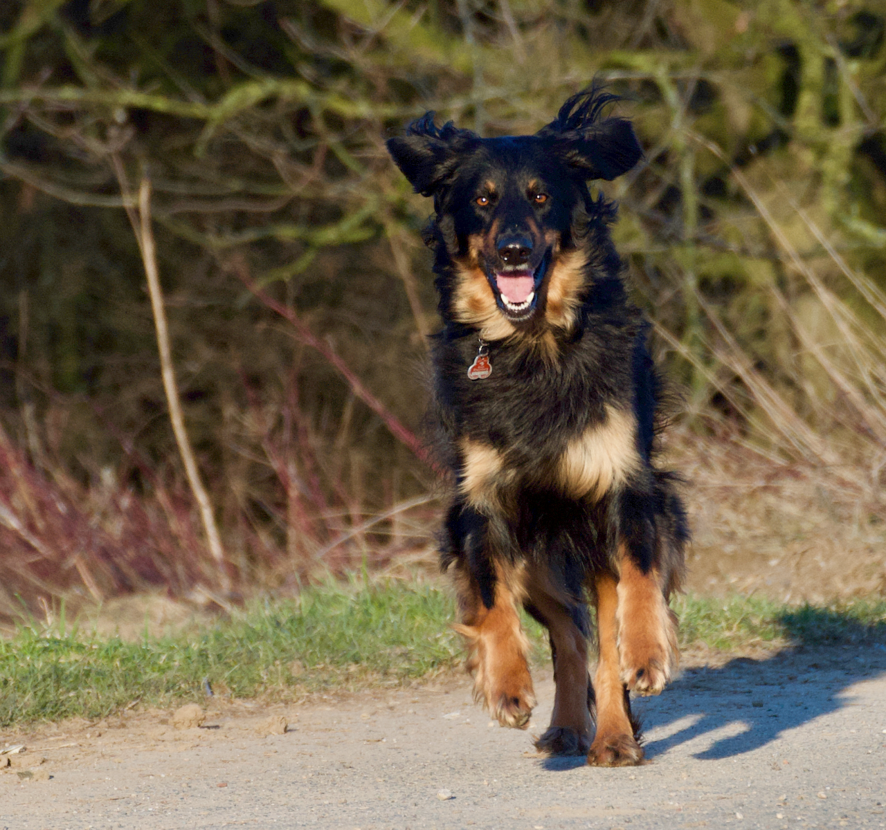 Die schwarzmarkene Hovawart-Hündin Aila läuft auf einem sandigen Weg frontal auf die Kamera zu, ihr langes Fell weht. Im Hintergrund sind unscharfe Büsche und Gräser.