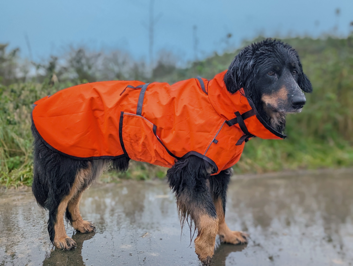 orangener Regenmantel an nassem Hovawart