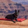 Reisehundebett mit einem Hund in der Wüste