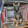 Ein Schäferhund sitzt im Kofferraum eines blauen Autos vor einer Hundebox. Im Hintergrund ist ein Saferider-Sicherheitssystem erkennbar.