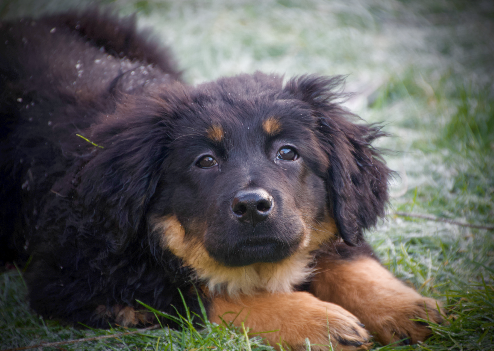 Die schwarzmarkene Hovawart-Hündin Jessie liegt als Welpe auf einer frostigen grünen Wiese. Sie blickt mit wachen, dunklen Augen direkt in die Kamera. Ihr schwarzes, flauschiges Fell weist leichte Frost- oder Schneespuren auf; die hellbraunen Marken an den Pfoten und im Gesicht sind deutlich sichtbar.