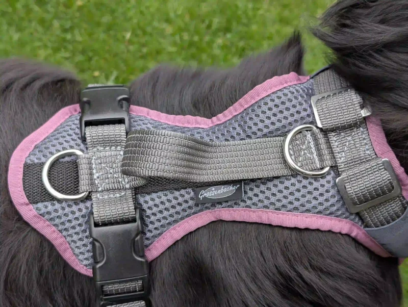 Rückseite eines grauen Hundegeschirrs mit fliederfarbenem Rand auf dem Rücken eines langhaarigen schwarzen Hundes
