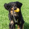 Hovawart mit einem gelben Hundespielzeug auf einer grünen Wiese