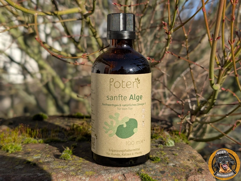 Braunglasflasche „sanfte Alge“ von Pfotent (100 ml), ein natürliches Omega-3 Ergänzungsfuttermittel für Hunde, Katzen und Pferde, präsentiert auf einem bemoosten Stein vor einem natürlichen, unscharfen Hintergrund.