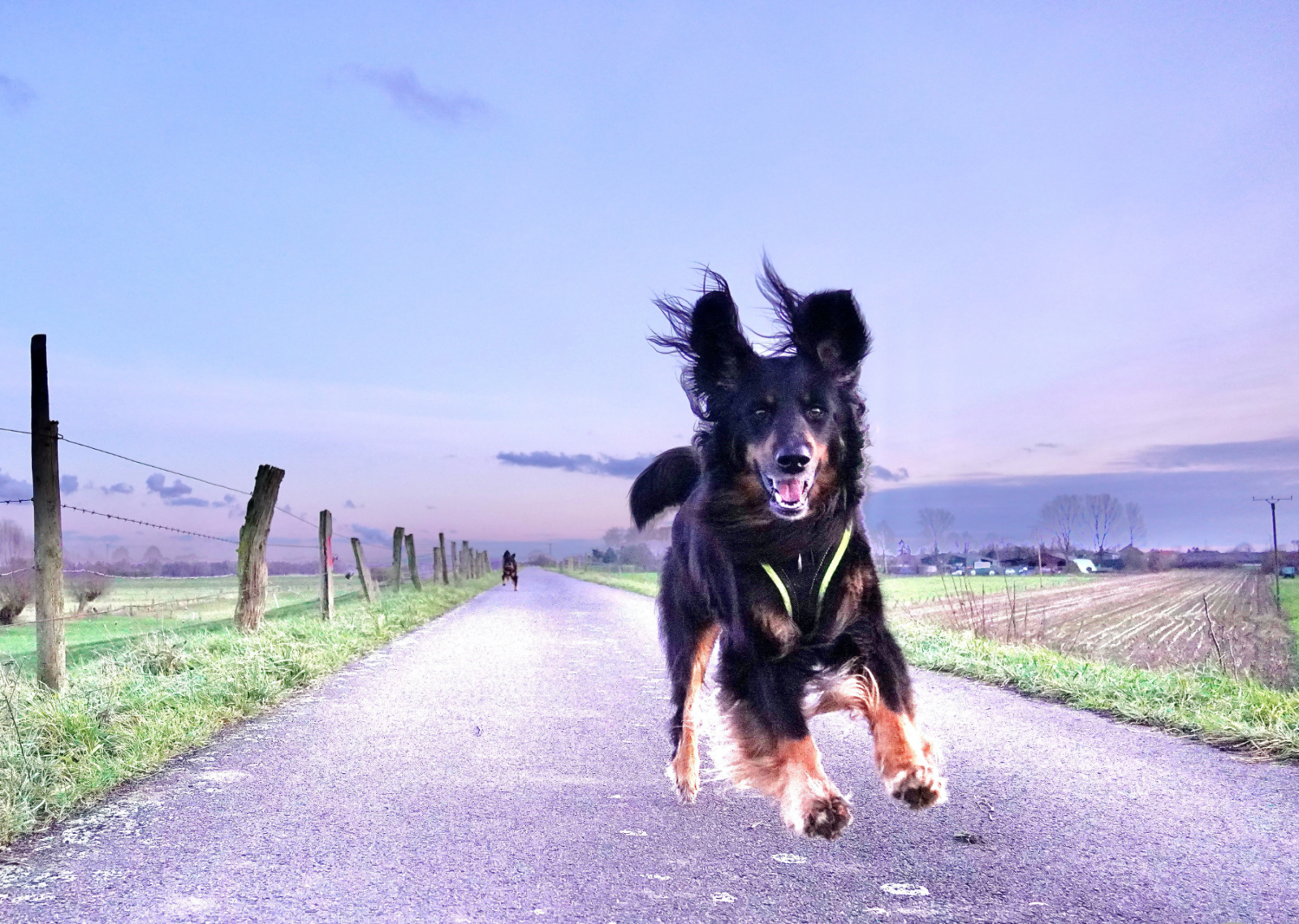 rennender Hovawart der freudig auf die Kamer zugelaufen kommt auf einem Feldweg