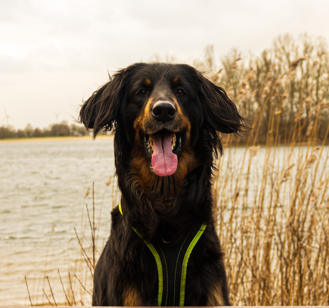 schwarzmarkene Hpvawart Hündin die freundlich schaut und am Wesser steht